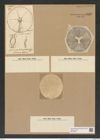 Actinoptychus trilingulatus Pritch. (de-Toni-Nr.: Genus 227, Species 5629/113) Zeichnungen Sammlung Grunow Nr. 9520 (NHMW-BOT-W0379509)